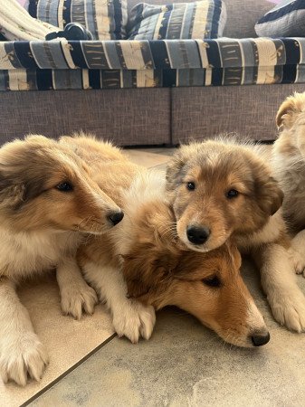 Skót juhász kiskutyák másnál rosszalkodnának