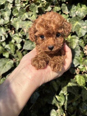 Red toy fajtiszta jellegű kan uszkár kiskutya