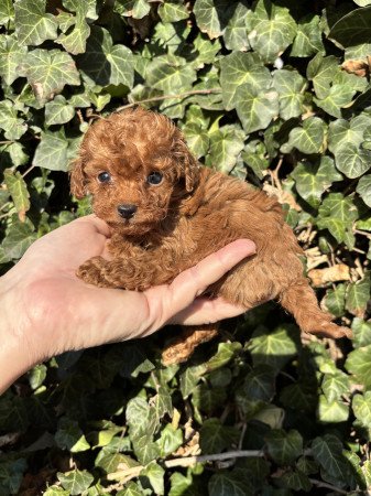 Red toy fajtiszta jellegű kan uszkár kiskutya