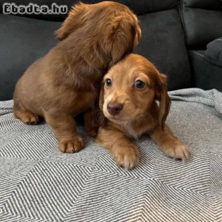 Mini Dachshund