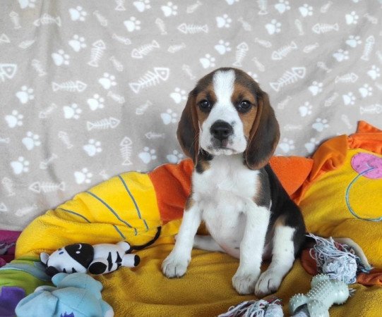 MINI Beagle