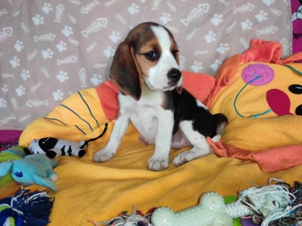 MINI Beagle