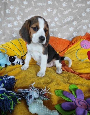 MINI Beagle