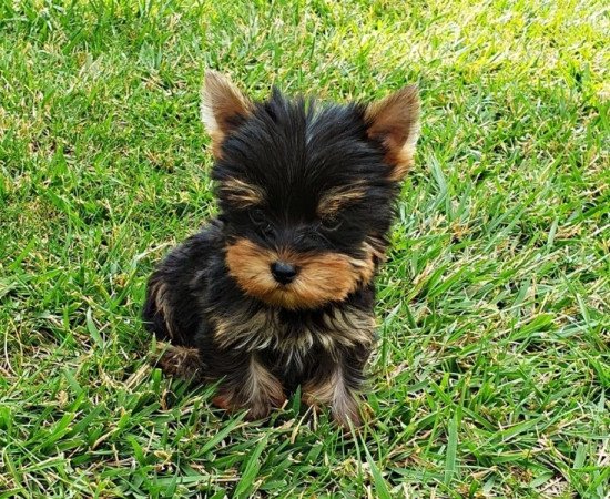 yorkshire terrier