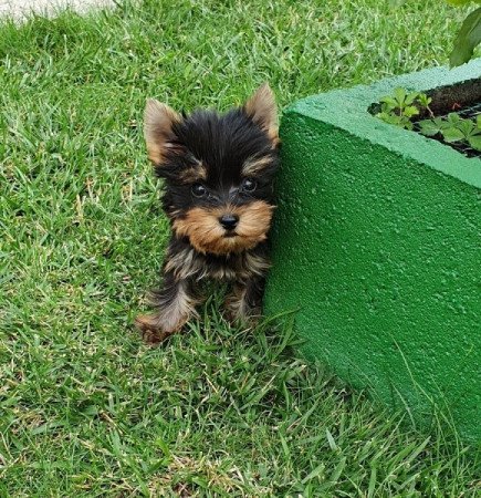 yorkshire terrier