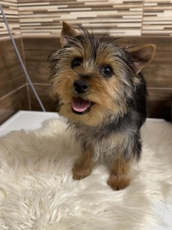 Yorkshire terrier