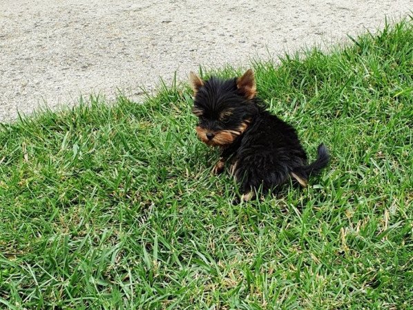 yorkshire terrier