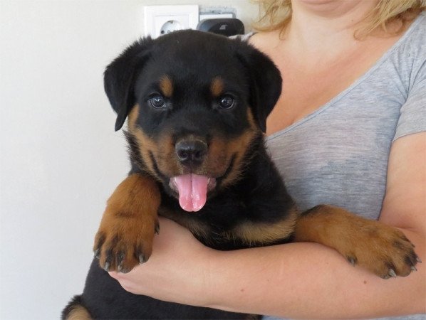 Rottweiler