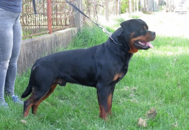 Rottweiler