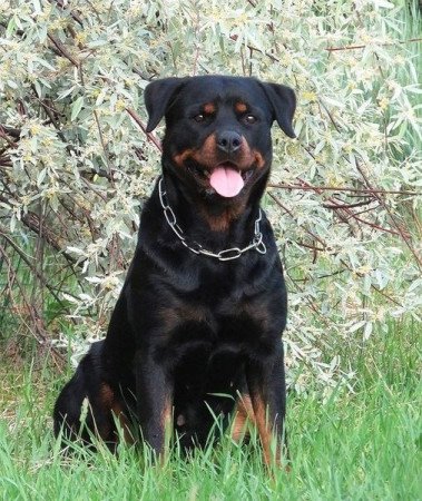 Rottweiler