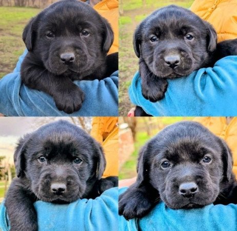 Labrador