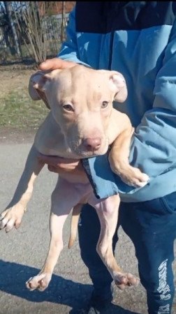 Amerikai Pitbull Terrier