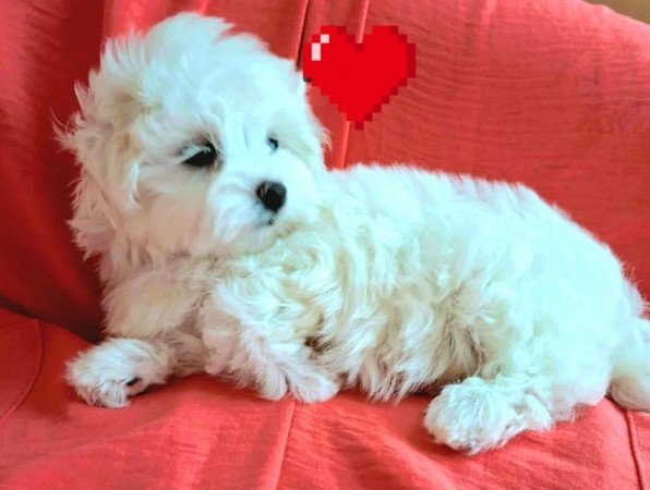 Bichon havanese