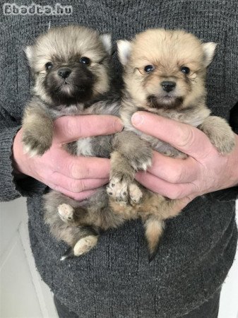 Foglalhatóak,nagyon szép Spicc, Spitz kutyusok!