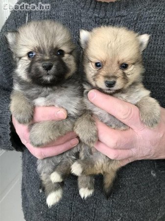 Foglalhatóak,nagyon szép Spicc, Spitz kutyusok!