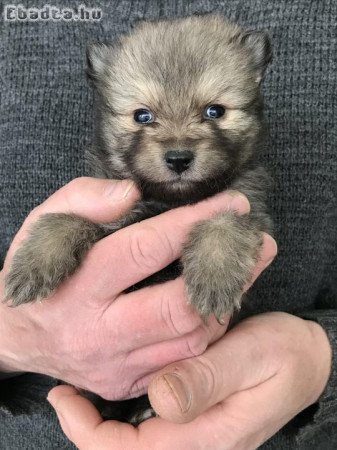 Foglalhatóak,nagyon szép Spicc, Spitz kutyusok!