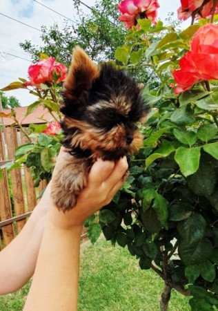 yorkshire terrier