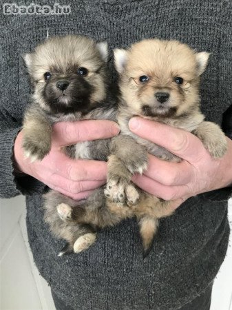 Foglalhatóak,nagyon szép Spicc, Spitz kutyusok!