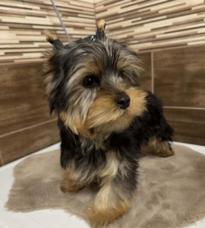 Yorkshire terrier