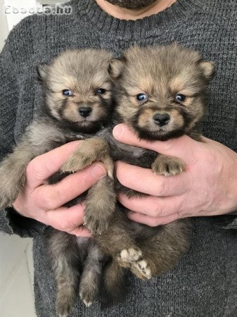 Foglalhatóak,nagyon szép Spicc, Spitz kutyusok!