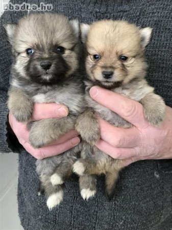 Foglalhatóak,nagyon szép Spicc, Spitz kutyusok!