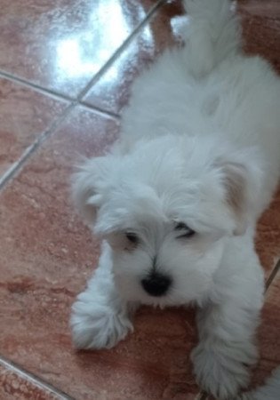 Bichon Havanese