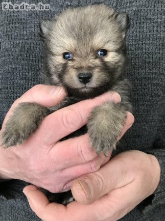 Foglalhatóak,nagyon szép Spicc, Spitz kutyusok!
