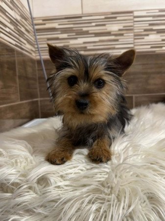 Yorkshire terrier