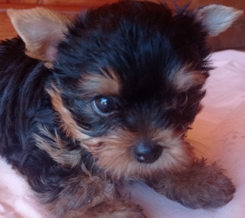 Yorkshire terrier