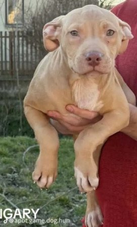 Amerikai Pitbull Terrier