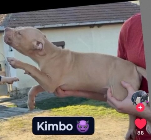 Amerikai Pitbull Terrier