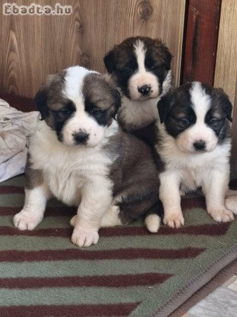 Moszkvai őr fiúk!!