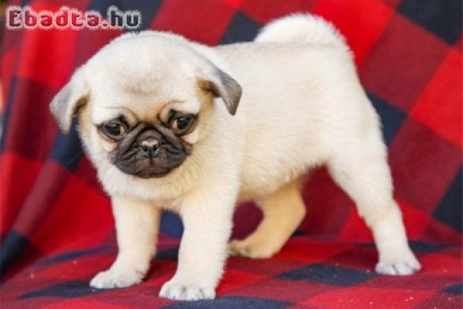 Mopsz kölykök