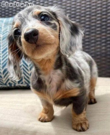 Dachshund