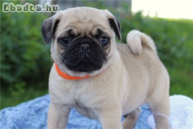 Mopsz kölykök