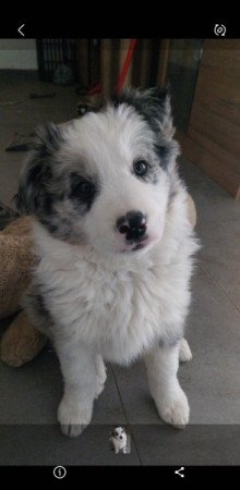 Border collie