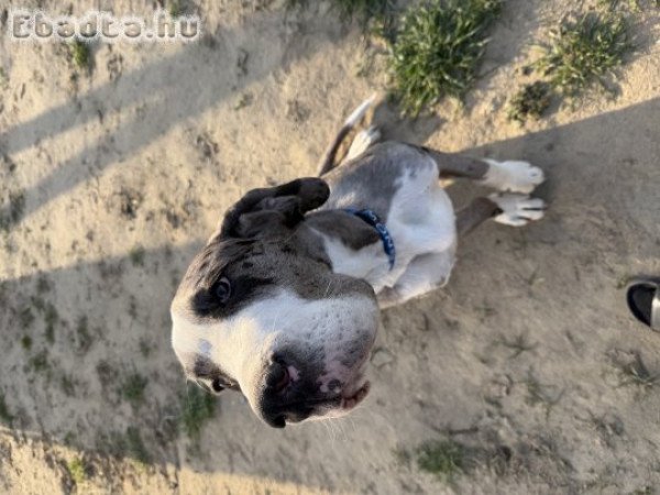 Eladó Német dog kölyök kutya