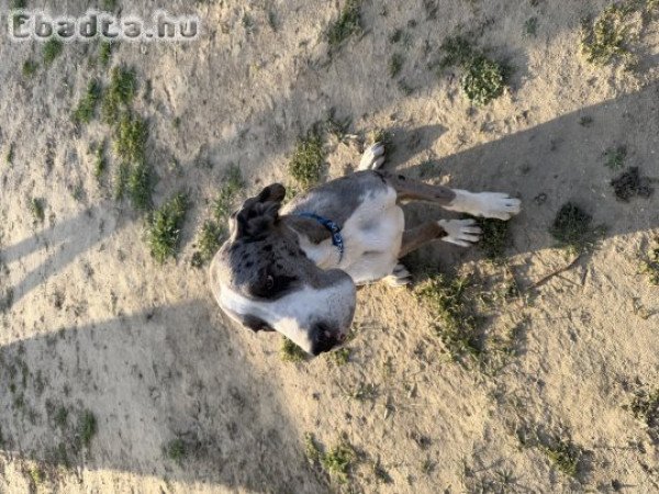 Eladó Német dog kölyök kutya