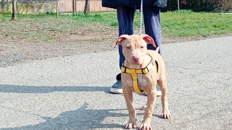 Amerikai Pitbull Terrier