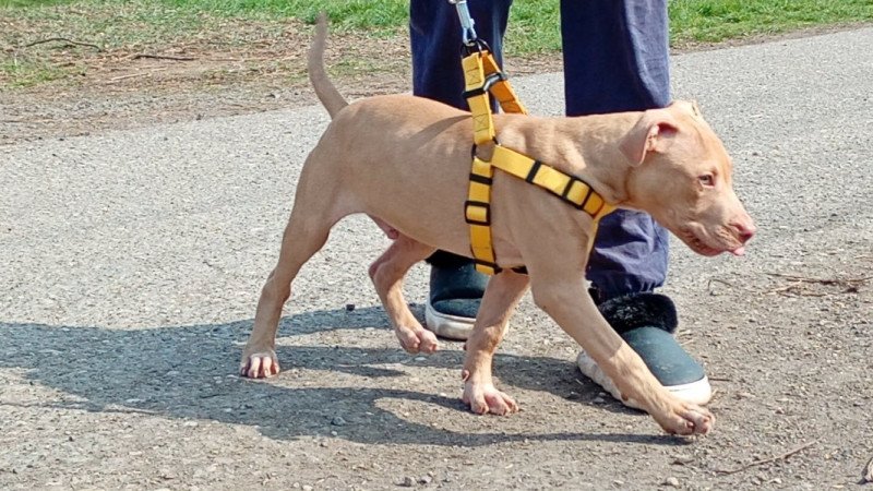 Amerikai Pitbull Terrier