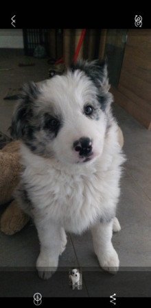 Border collie