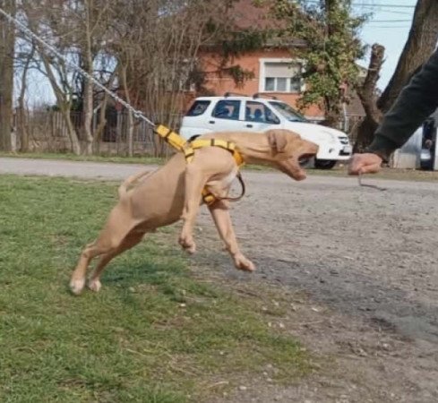Amerikai Pitbull Terrier