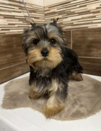Yorkshire terrier