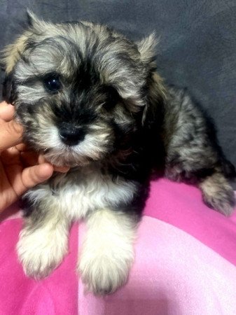 Bichon Havanese