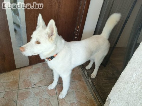 Husky jellegű 5 hónapos kislány kutya