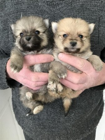 Spicc, Spitz