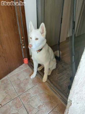 Husky jellegű 5 hónapos kislány kutya