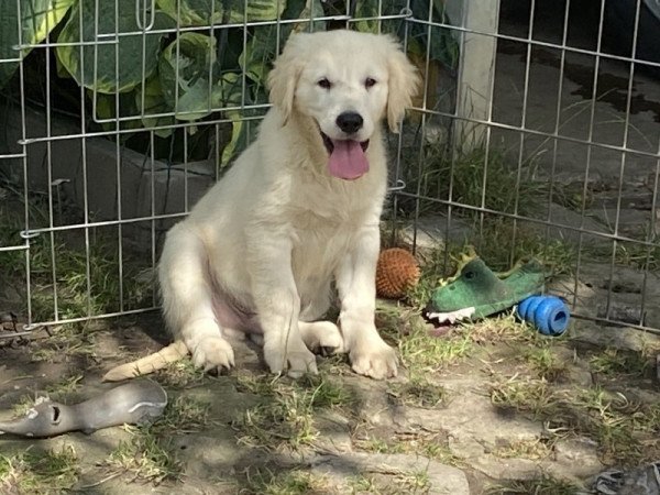 Golden retriever