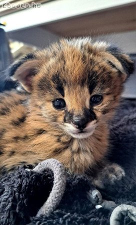 Kivételes  Serval és Savannah the caracal cicákból