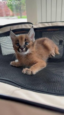 Kivételes  Serval és Savannah the caracal cicákból